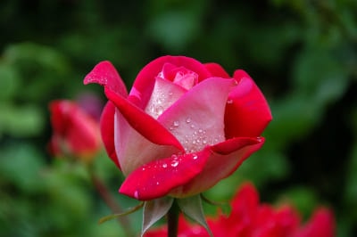 vallee des roses bulgarie